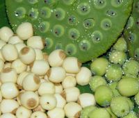 Sen lụa tươi 1kg (LT)