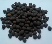 Hạt sen giống Nhật MINI Mix Màu (3hạt)