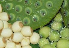 Bài thuốc chữa bệnh mất ngủ tuyệt vời bằng hạt sen