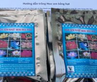 Hạt sen giống Nhật MINI Mix Màu (3hạt)