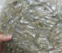 Bánh tráng cá cơm 1kg