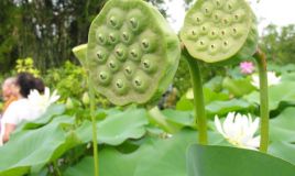 Gương sen, ngó sen bổ huyết, điều kinh