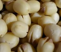 Sen lụa tươi HẤP (béo,bùi,thơm ngon) 1kg