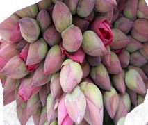Hoa sen tươi (10 bông sen tươi)