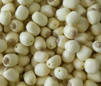 Sen lụa tươi 1kg (LT)