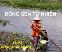 Trà lá sen 0.5Kg(LA5)(Lá sen già,hút chân không)