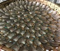 Cá sạc đồng 1kg