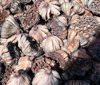 Gương sen (đài sen, búp sen) KHÔ 1Kg