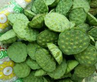 Gương sen tươi 1kg