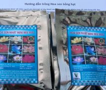 Hạt sen giống Nhật MINI Mix Màu (3hạt)