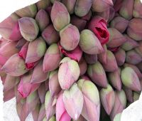 Hoa sen tươi (10 bông sen tươi)