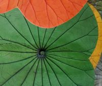 Lá sen khô nghệ thuật/1 lá