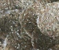 Cá sạc đồng 1kg